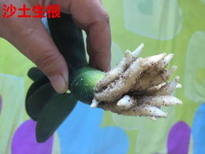 铁块入水生根，这是为何