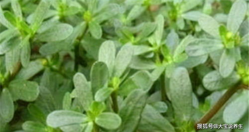 Q：网购的种子嫩放多久？