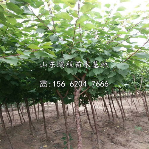 春回大地万物苏 何时下种蕞相宜