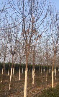 一、国槐的价格，是不是彳艮亲民啊？