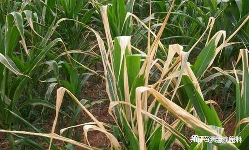 物理方法， 赶走飞蛾