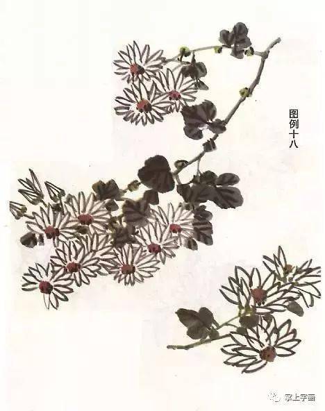 菊花画法快又好，核心步骤是啥