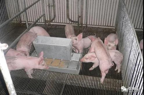 乳猪教槽料中，哪些关键原料和科学配比对乳猪生长发育至关重要？