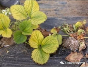 多菌灵与福美双混用对防治农作物病害的效果如何？