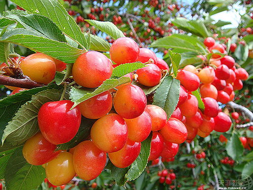 夏天种樱桃就像带娃， 得顺着它的脾气来