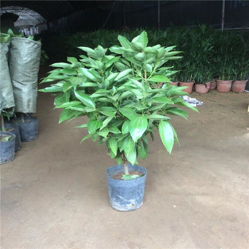 平安树：平安是福， 好运连连