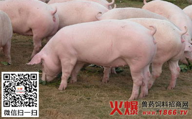 母猪淘汰有哪门道？哺乳母猪怎么养Zui赚钱？