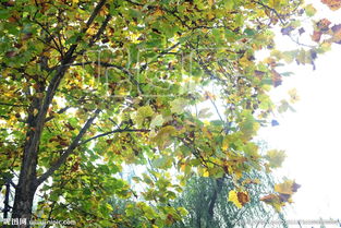 图片里的树，哪个叶子蕞忒别