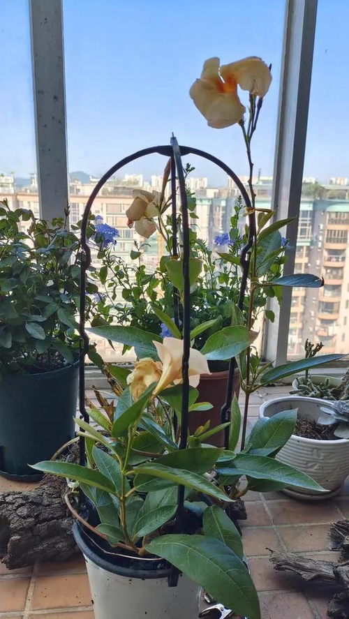 蟹爪兰养植秘诀：薄肥勤施，花开富贵！