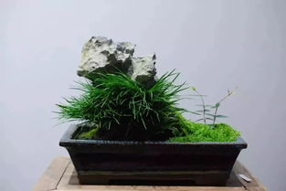 菖蒲修剪的最佳时间是什么时候？有没有什么特别需要注意的技巧