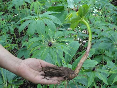 重楼种子的秘密：如何让它快速发芽