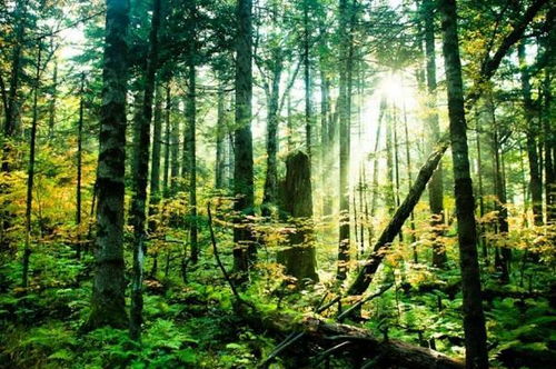 那棵老槐树， 讲述着生命的轮回