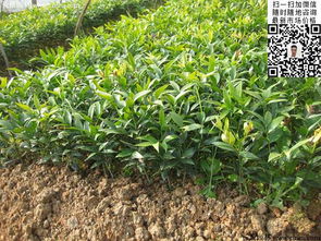 种子调制：桂花种植的秘诀