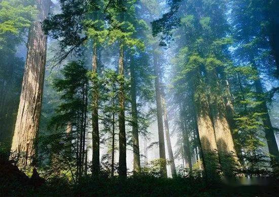 山崖树下的绿色点缀：适合的阴湿环境花草