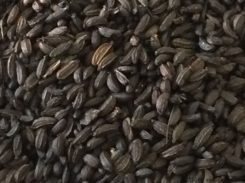 车前子种植，选土大揭秘！