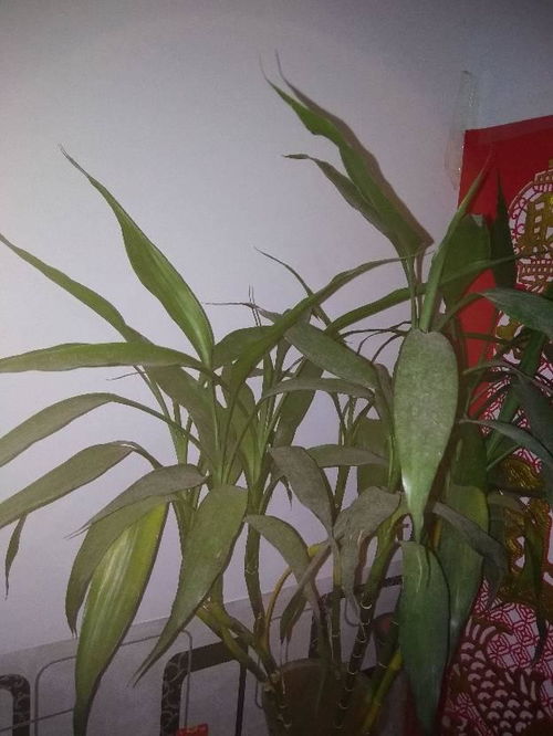 富贵竹叶子细长、 水养时叶子软垂、茎皱的原因揭秘