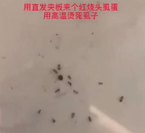 用苍蝇药喷到花上虫子身上能否有效杀死这些花上的虫子呢？