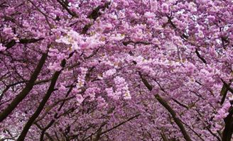 网购渠道多样， 比价是关键