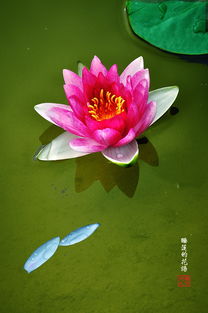 睡莲的花语：纯净与圣洁