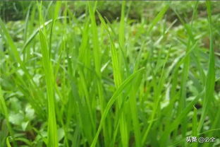 选择草种， 小草的个性展示