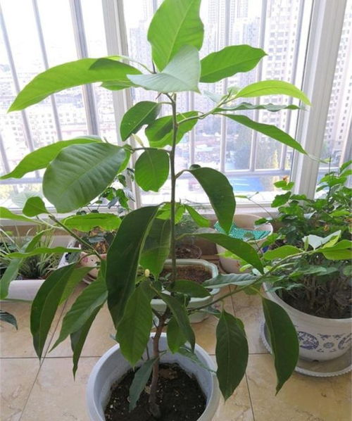白兰花为何难以存活？