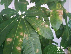 发财树树干腐烂怎么办？教你几招轻松救活