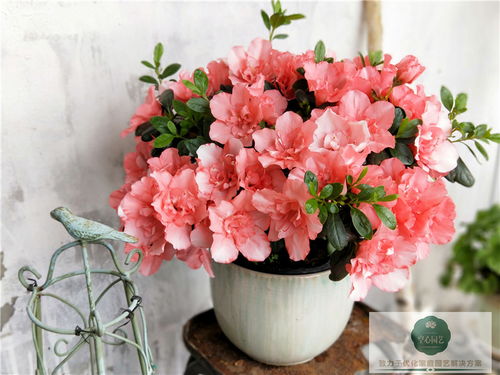 血泪案例：冬季养花， 温差是关键