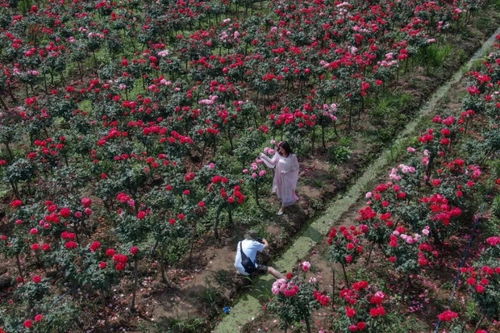 襄阳襄城区月季产业：花开幸福， 绽放希望