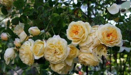 月季品种特点揭秘