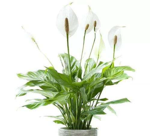 “香菜种植速成，3天见苗，养花新选择！”