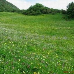 四季青草籽：家里的草原梦