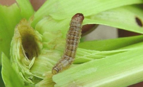 75%辛硫磷：强力战士， 卷叶虫的噩梦