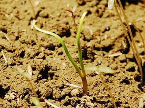 黑麦草， 急性子里的战斗机