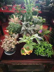 探秘南京花卉市场：谷里与安德门营业时间揭秘