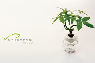 发财树适合用盆比较深bing且透气排水性比较好的花盆