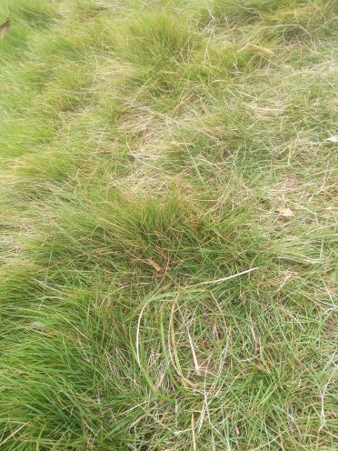 草籽发芽时间表：耐心等待，绿意盎然