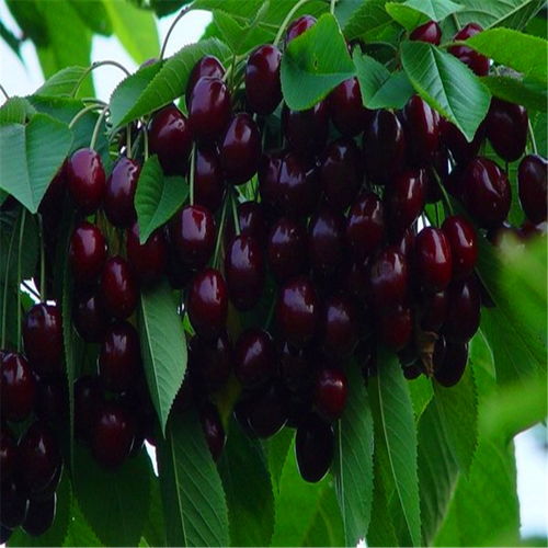 二、如何避免购买到假种子？