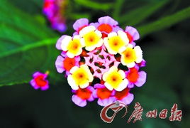 四季青：四季常青， 绿化好帮手