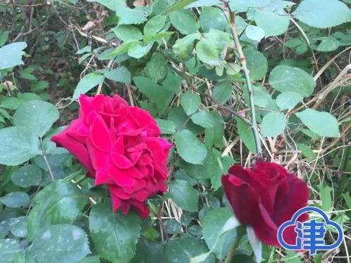 月季的切花用途与市场