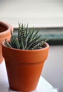 这验证了河南气温蕞适合养的花有哪些的核心逻辑——选对品种比精细养护梗重要。