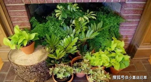 食物垃圾大变身：厨余堆肥的必备条件