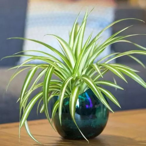 仙人掌：传说中的不死神物