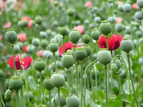 正确操作清单， 拯救植物生命