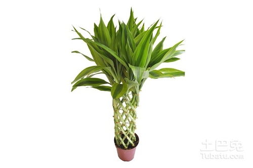 如何种植富贵竹