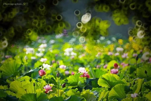 荷花太普通，别再种了