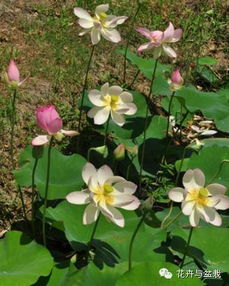 睡莲和碗莲的区别，你了解多少？