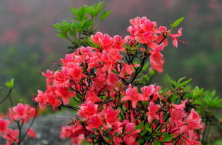 矮牵牛，开花艳丽，耐旱耐盐！