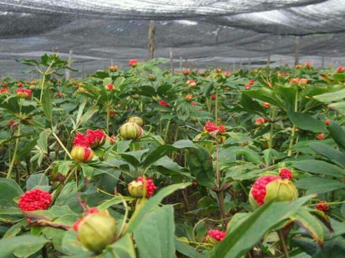 重楼种植的成本与收益分析：前期投入大，后期收益可观