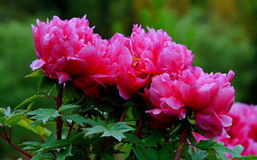 牡丹诗句：描绘牡丹， 展现品格