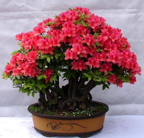 杜鹃花，美丽易养